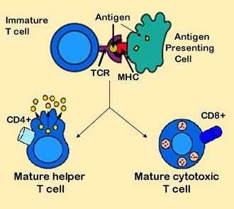 antigen_presentation.jpg