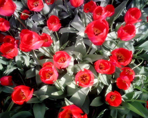tulips.jpg