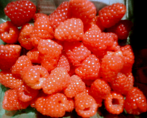 raspberries.jpg